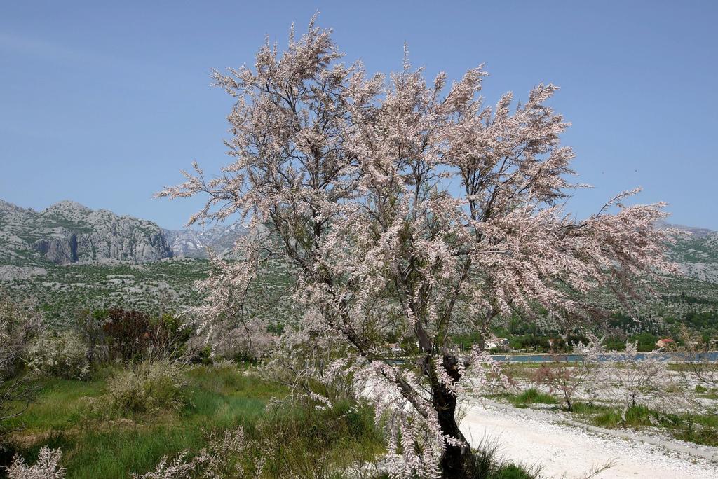 Paklenica Sport Apartments Starigrad Paklenica Eksteriør billede
